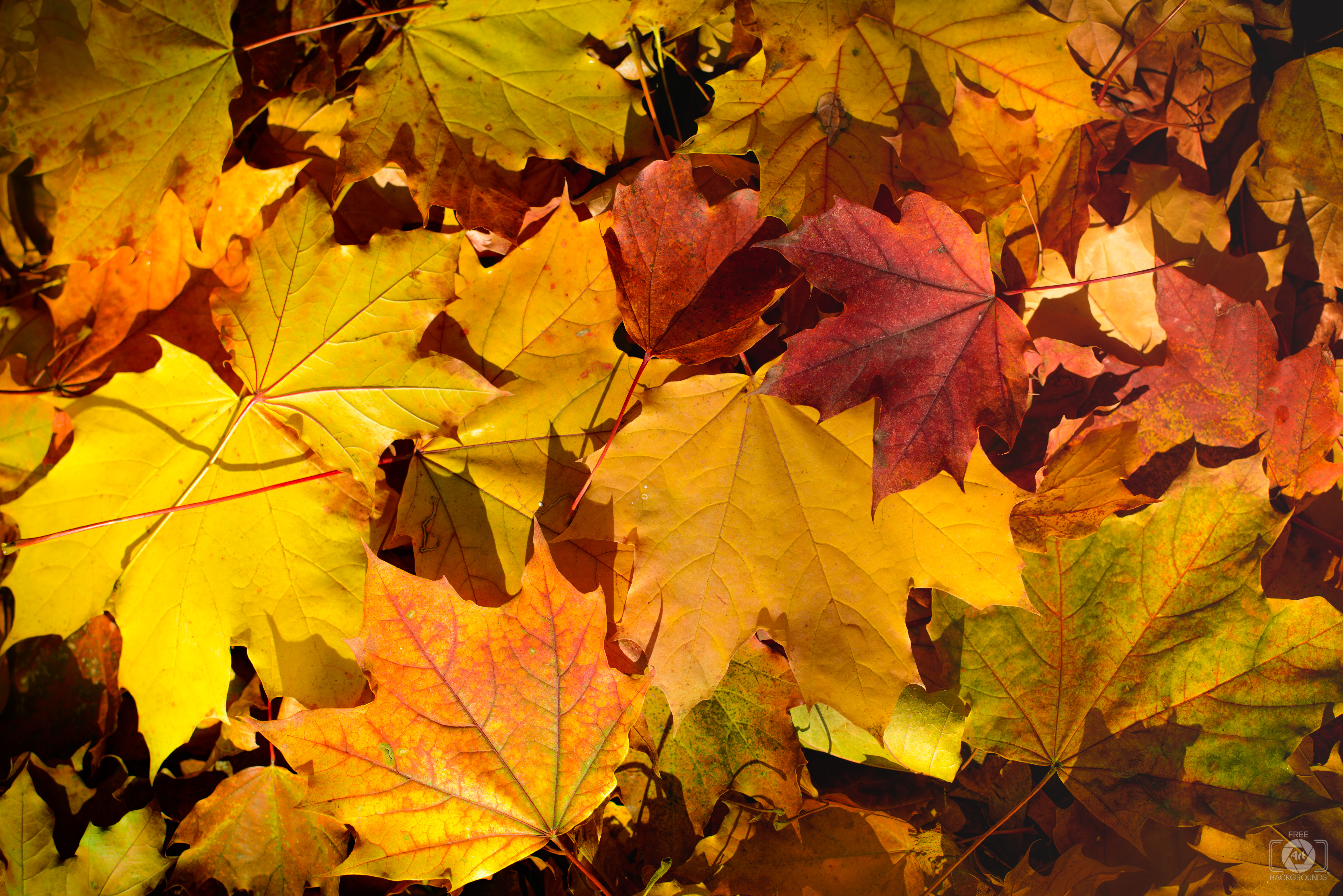 Yellow Orange Autumn Leaves Background - High-quality Free Backgrounds