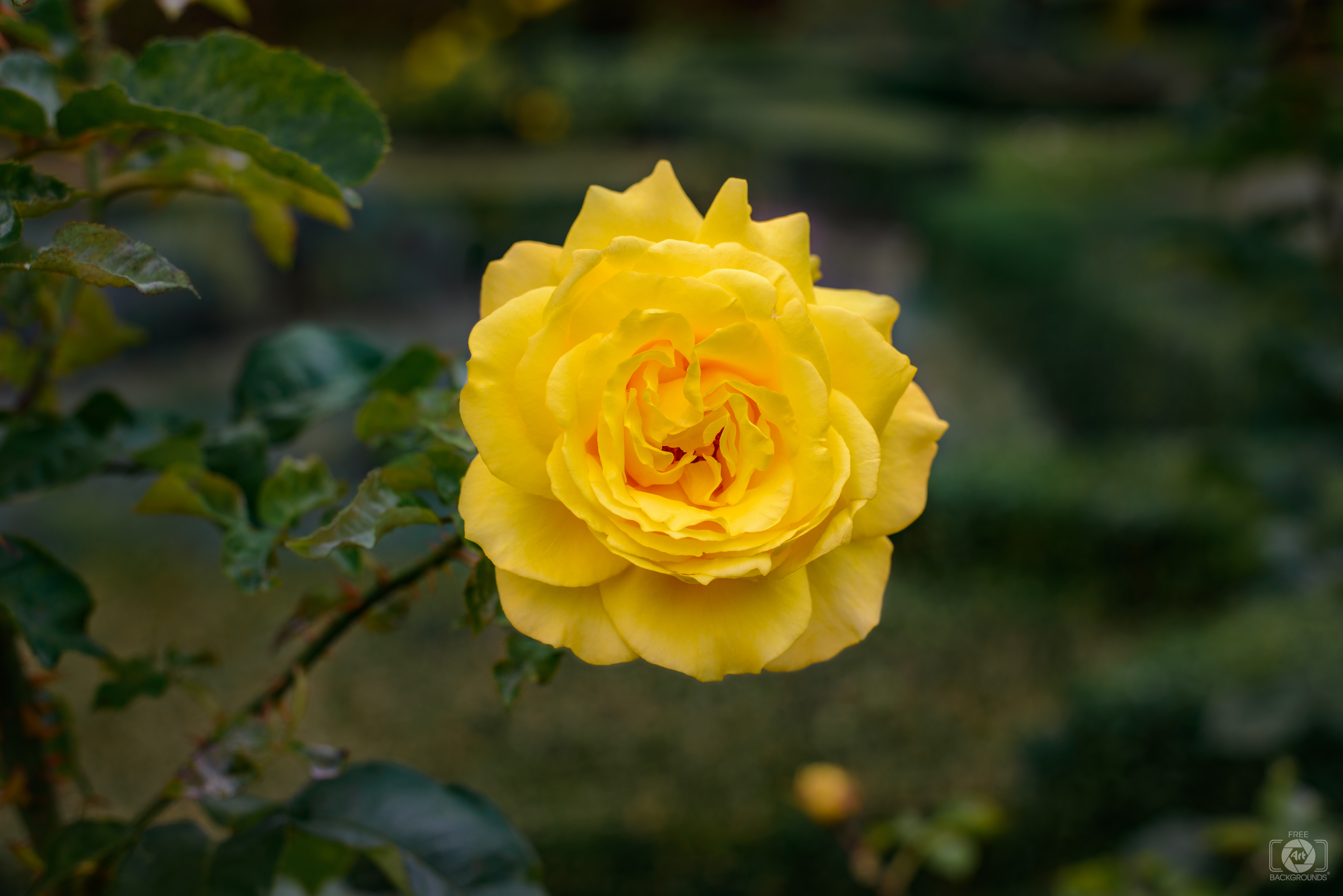 Yellow Rose Background - High-quality Free Backgrounds