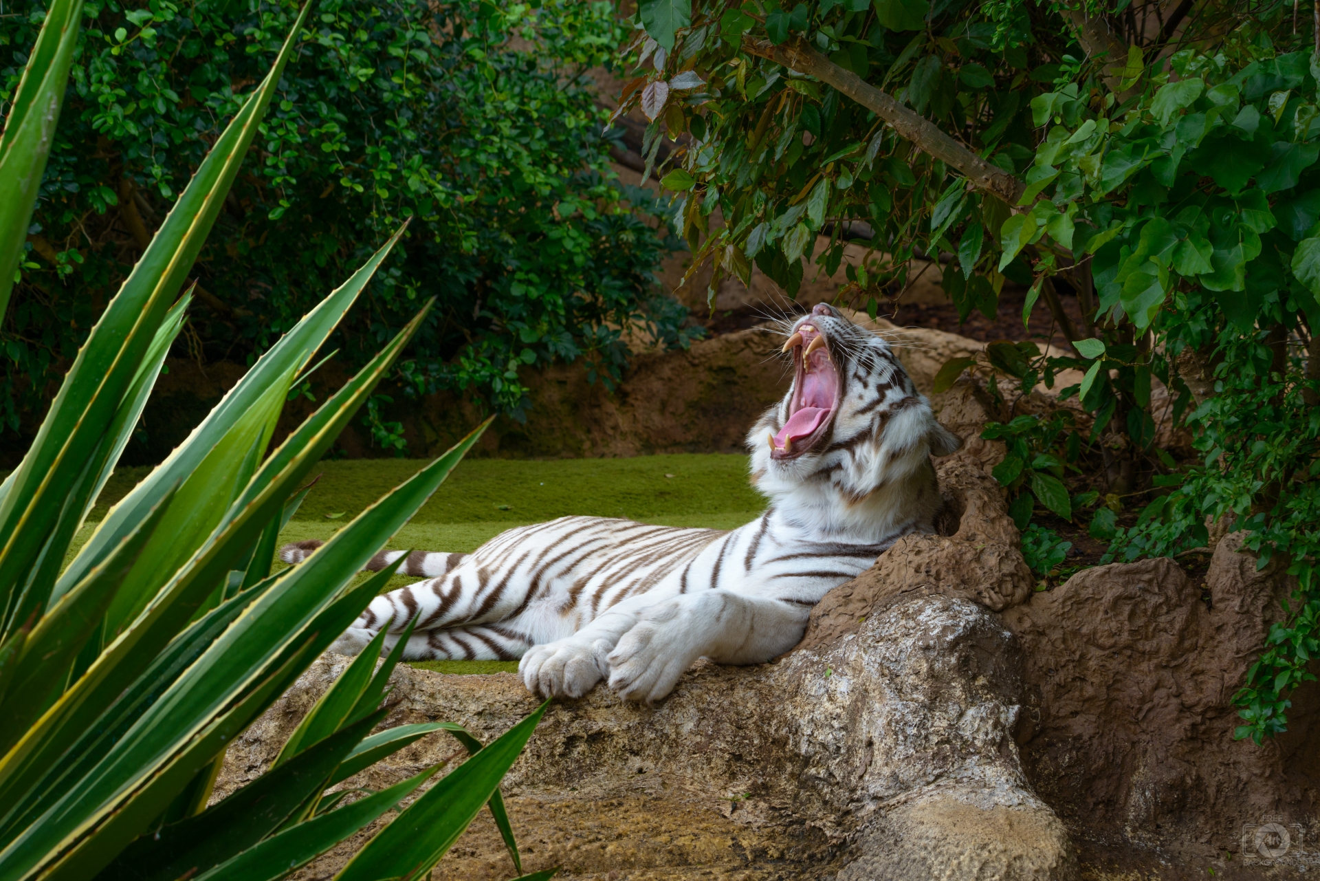 Bengal Tiger Background - High-quality Free Backgrounds