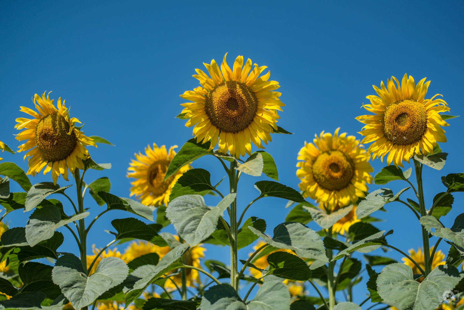 Blue Background with Sunflowers - High-quality Free Backgrounds