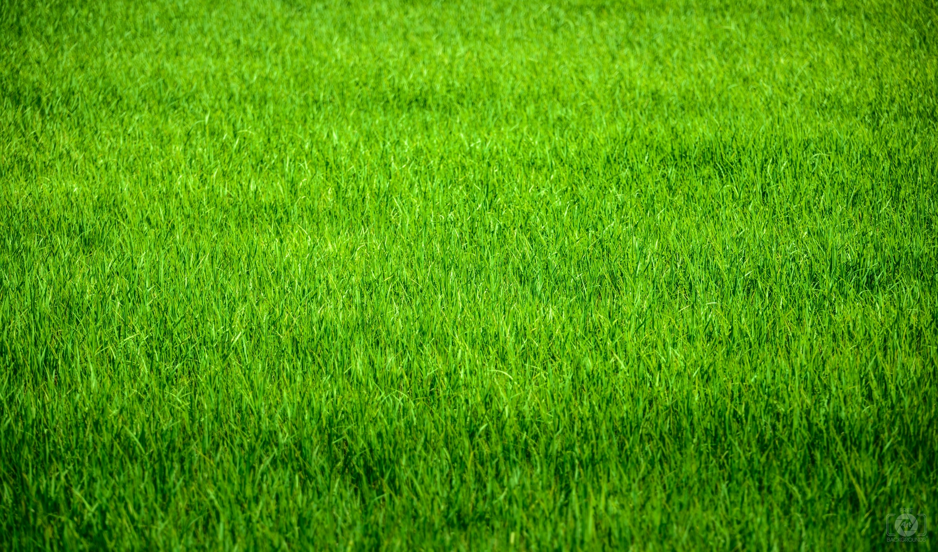 grass background texture