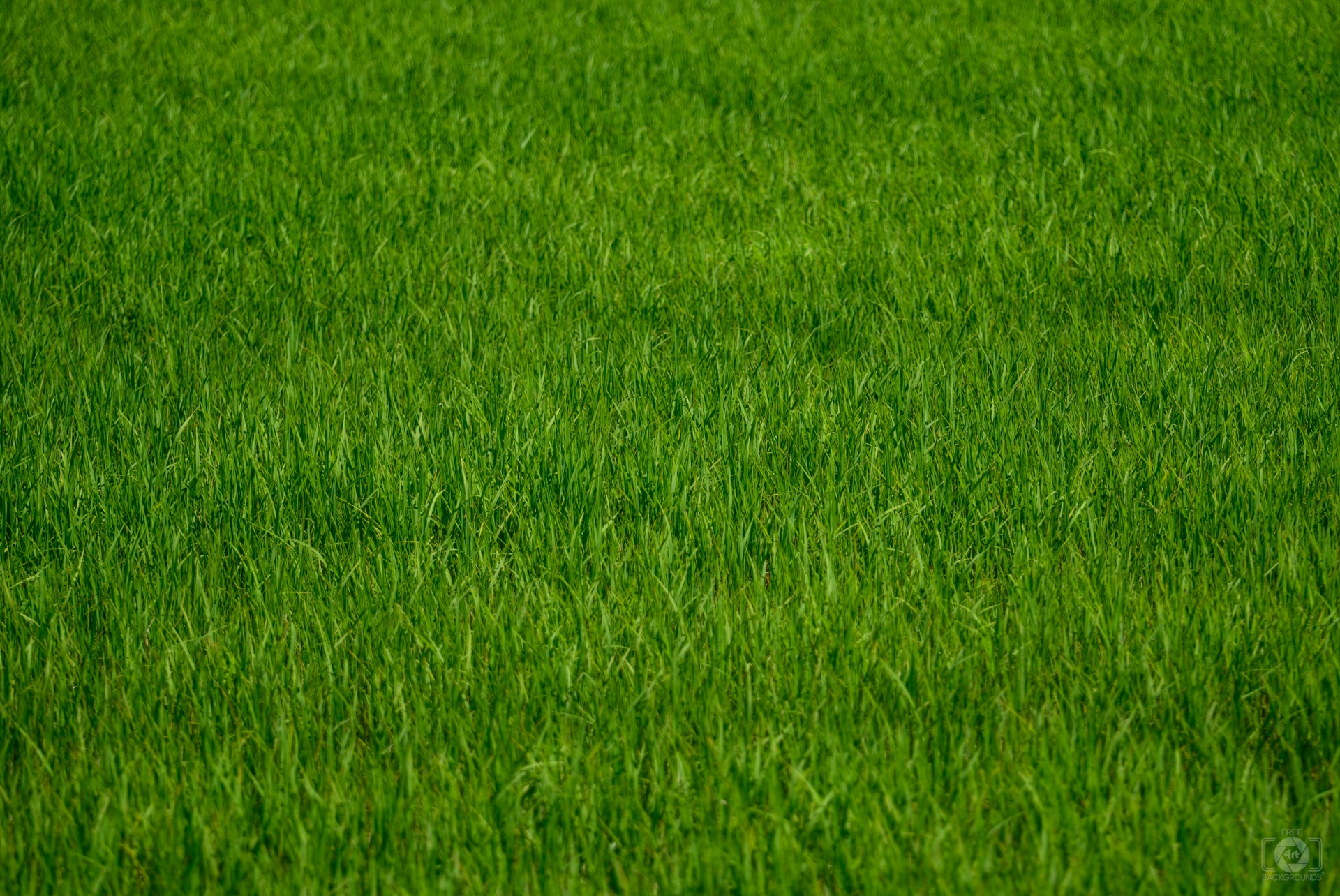 Grass Background - High-quality Free Backgrounds