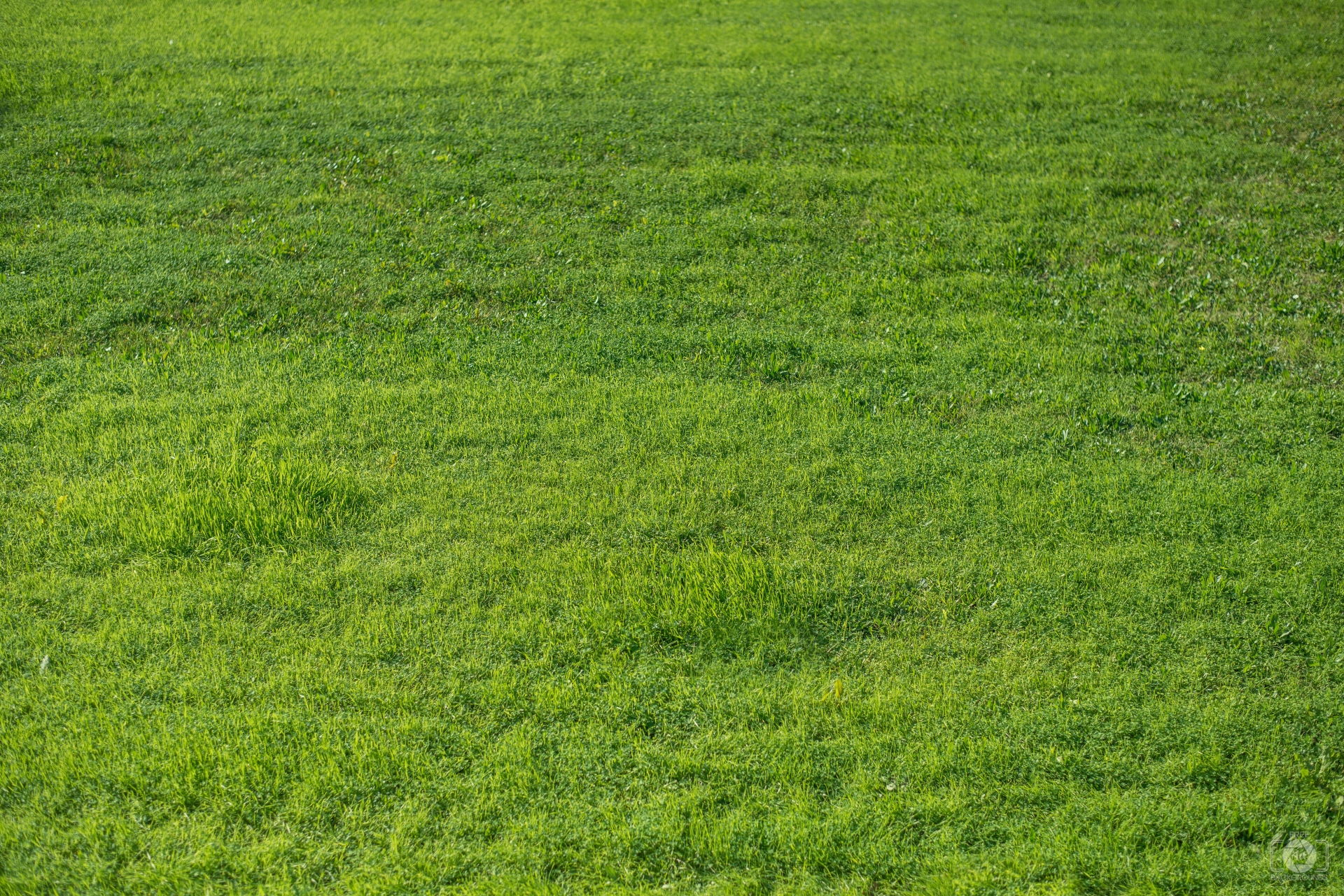 Green Grass Texture Background