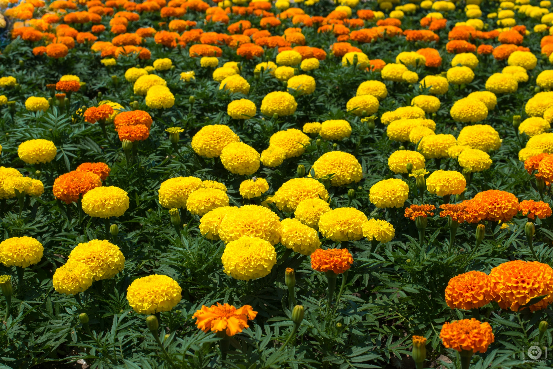 Marigold Flowers Background - High-quality Free Backgrounds