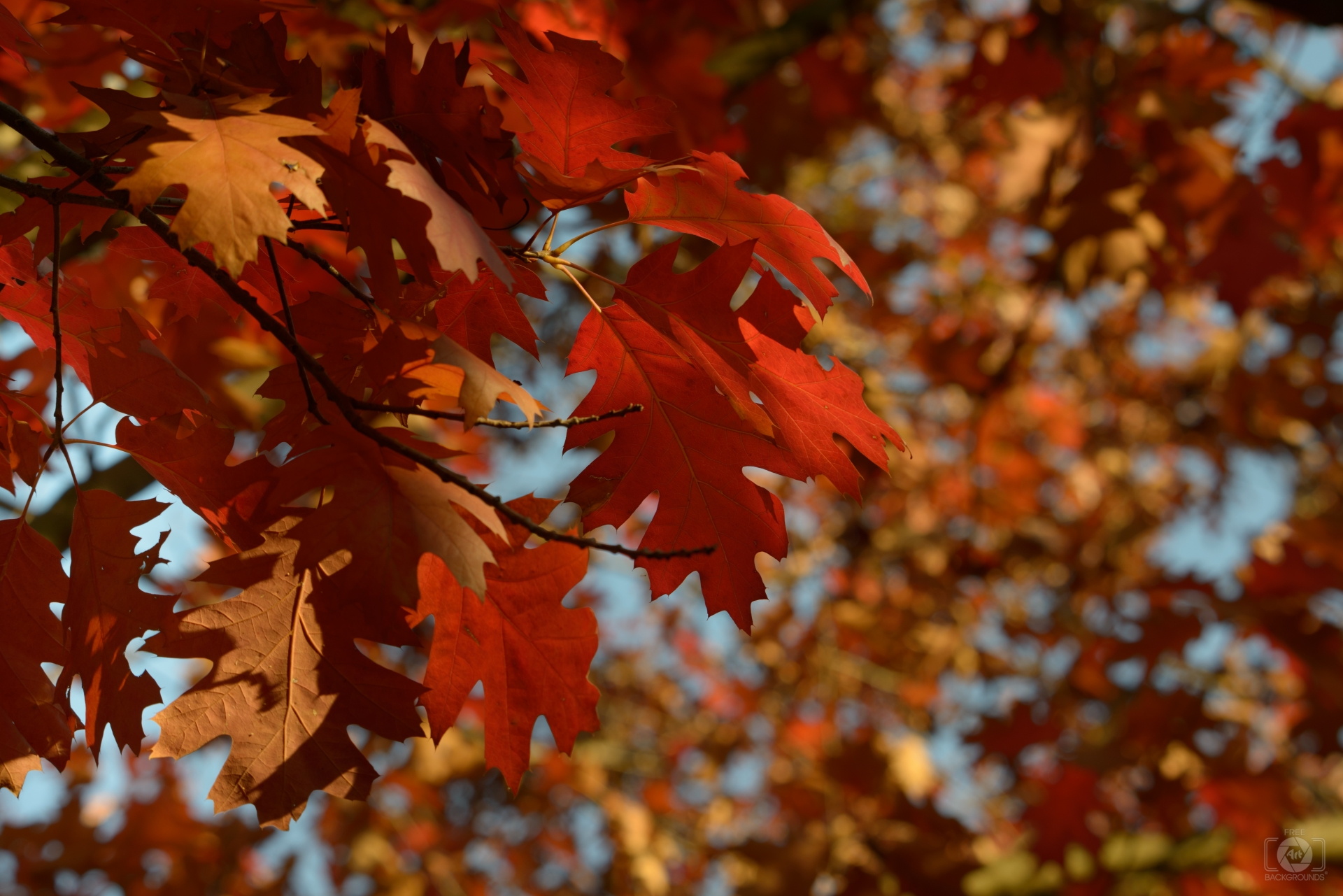 Red Autumn Leaves Background - High-quality Free Backgrounds