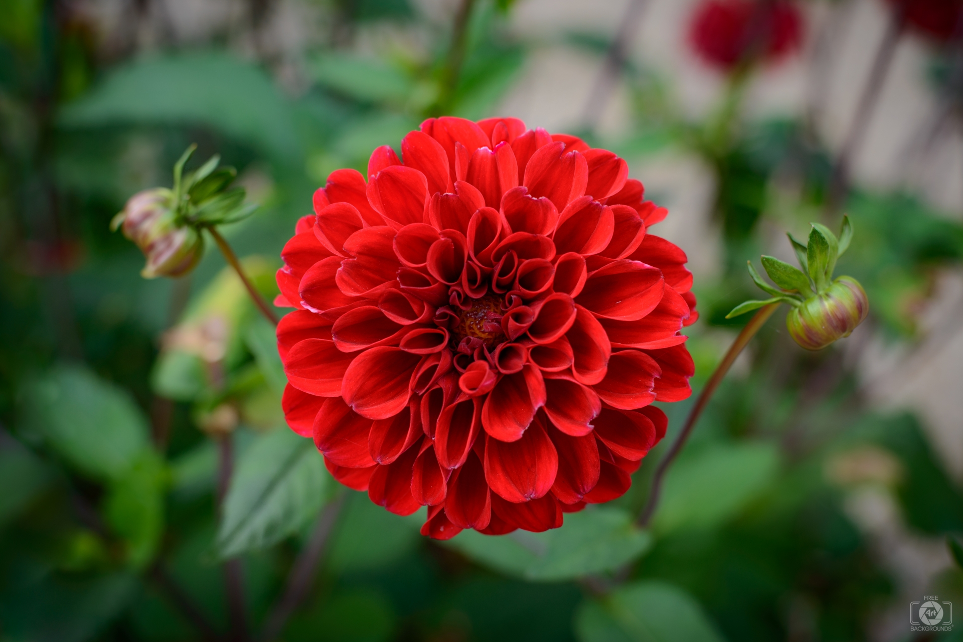 Red Dahlia Flower Background - High-quality Free Backgrounds