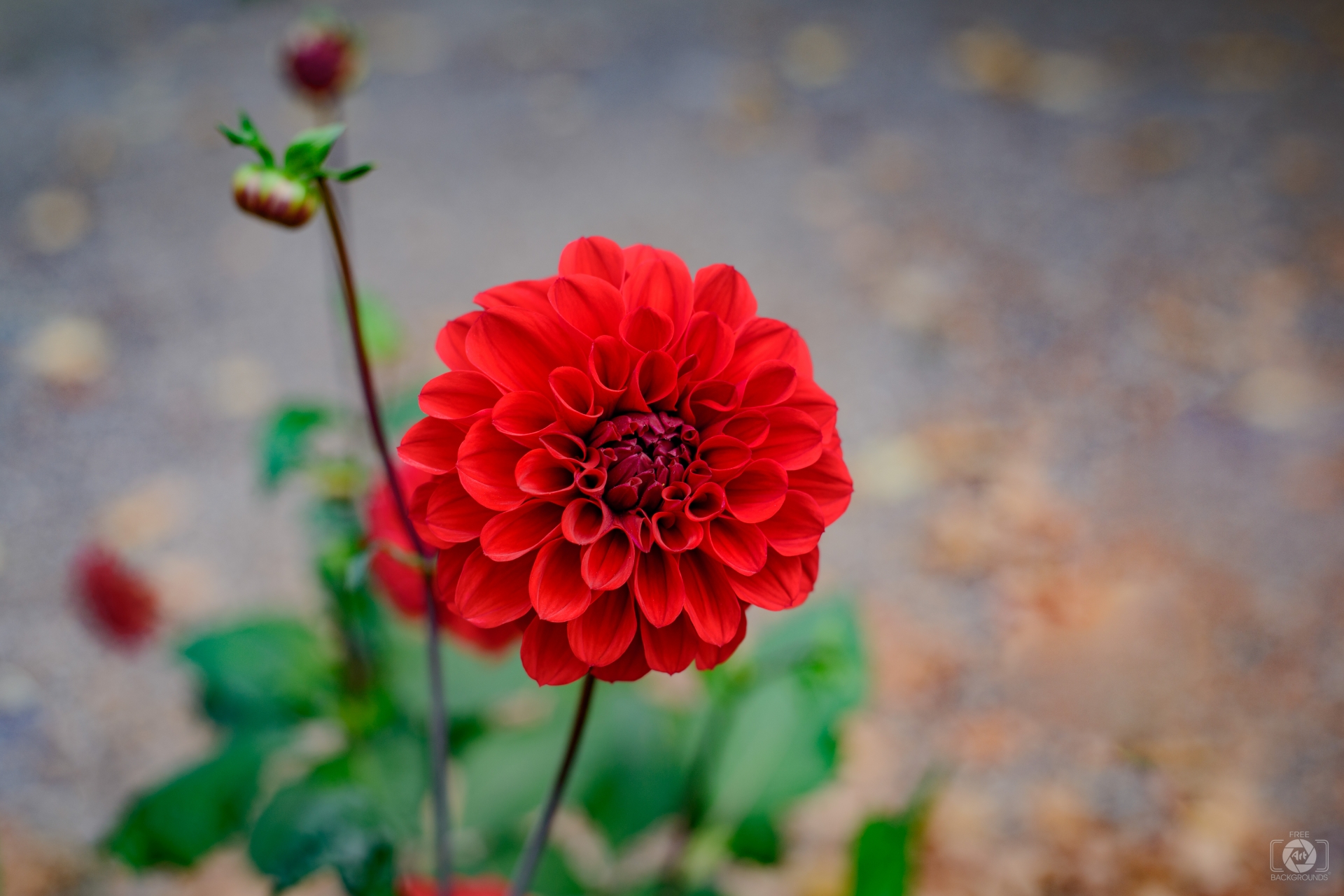 Red Flower Dahlia Background - High-quality Free Backgrounds