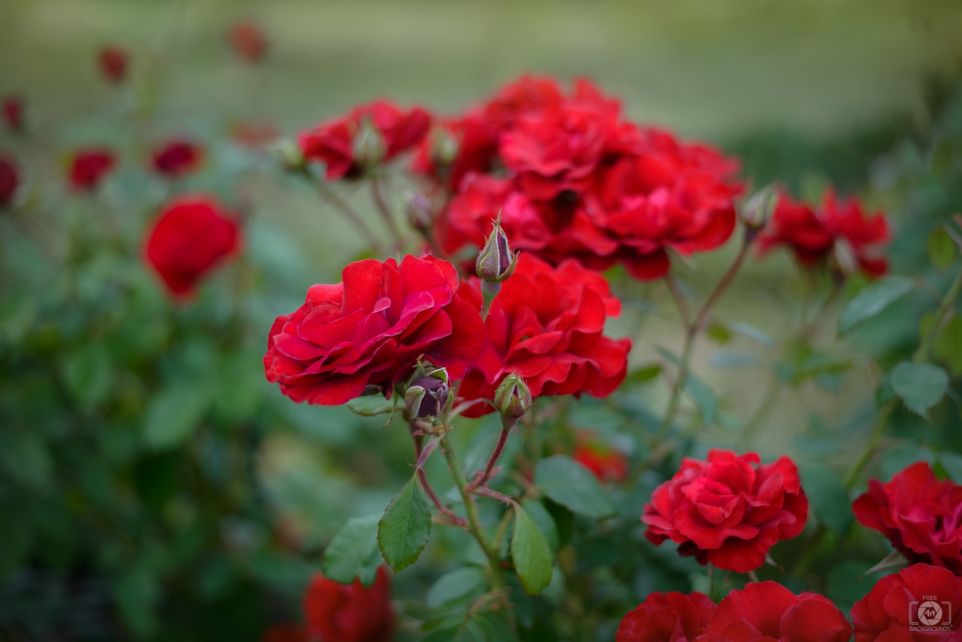 rose garden background