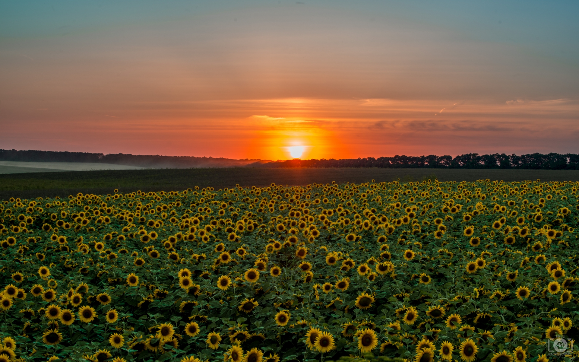 Sunflower Sunset Background - High-quality Free Backgrounds