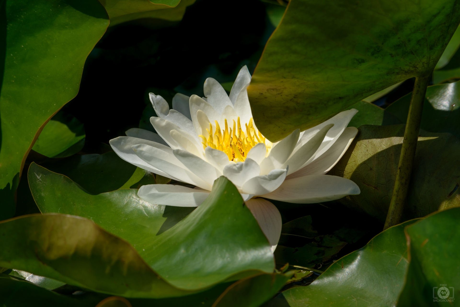 Water Lily Background - High-quality Free Backgrounds