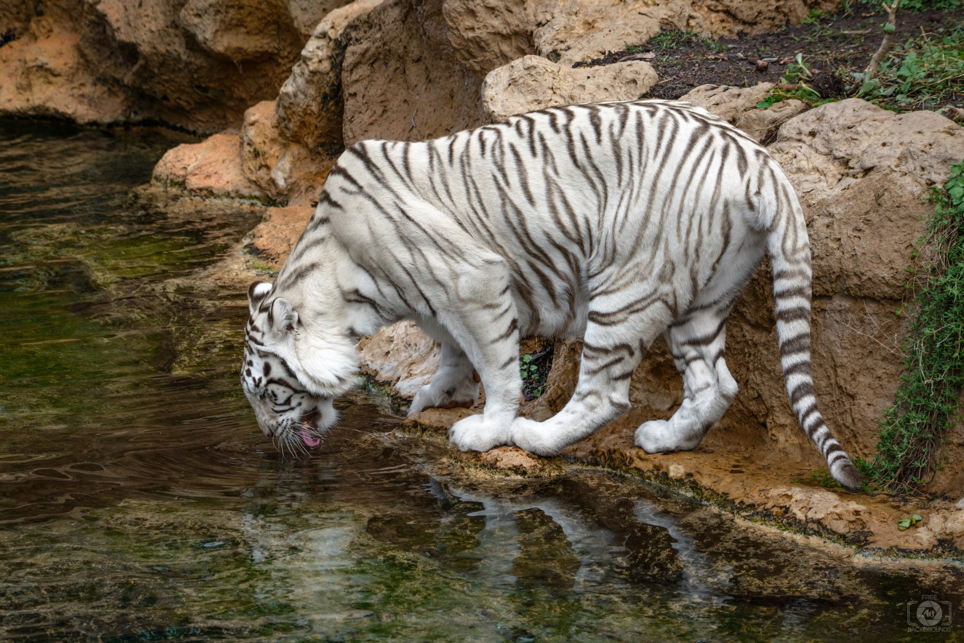 White Tiger Drinking Water Background - High-quality Free Backgrounds