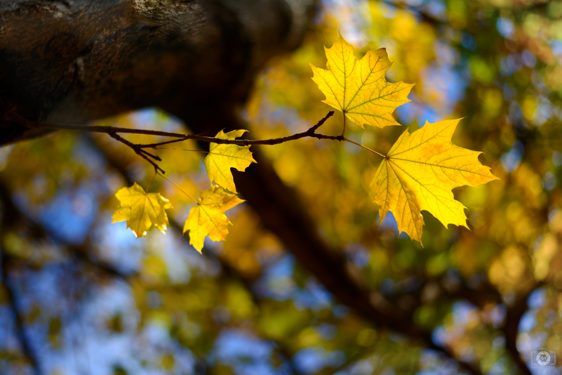 Yellow Autumn Leaves Background - High-quality Free Backgrounds