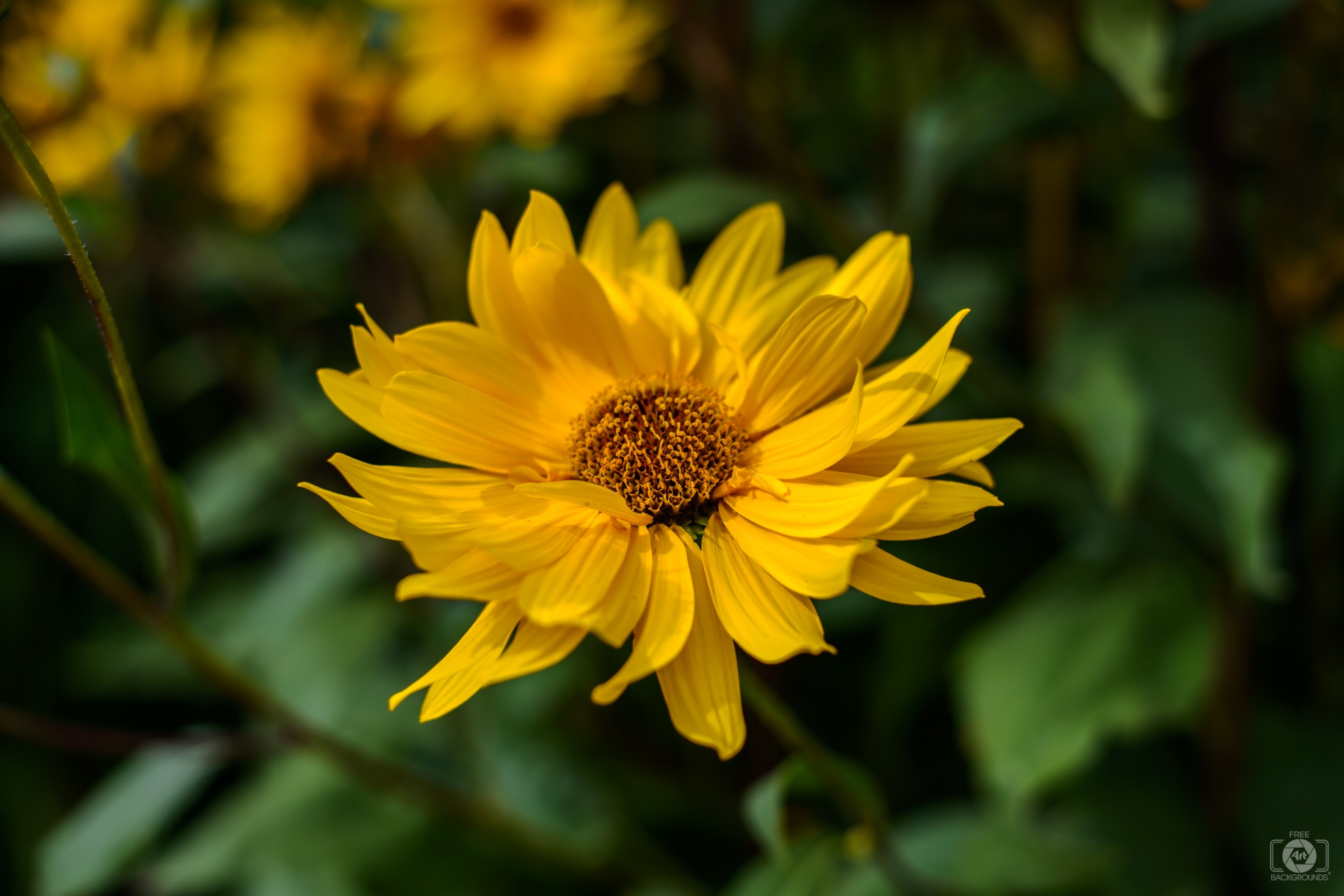 Yellow Flower Background - High-quality Free Backgrounds