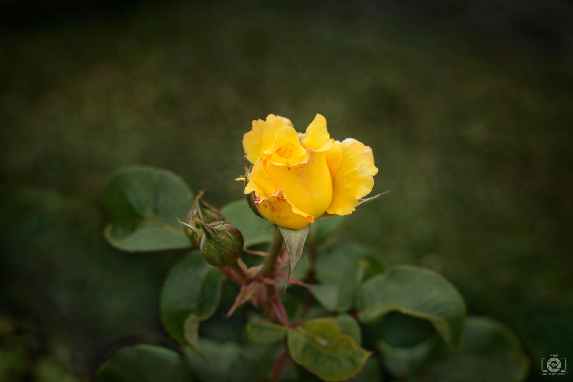 Yellow Rose Bud Background - High-quality Free Backgrounds