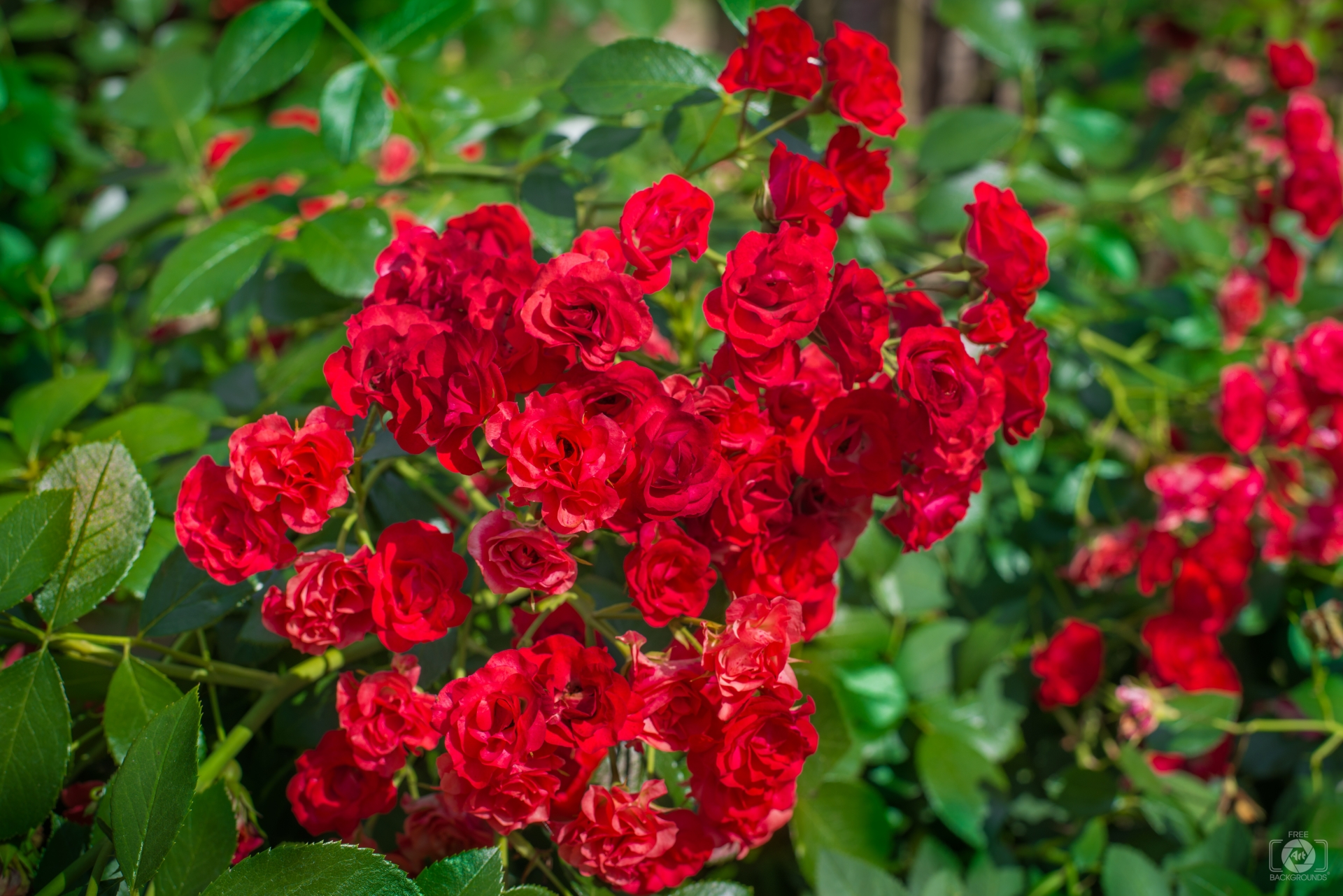High-Quality Red Rose Bush Types Image in 4K High-Quality Red Rose Bush Types Image in 4K
