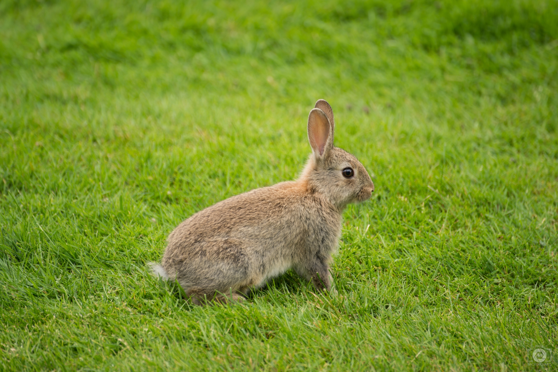 Cute Brown Bunny Background - High-quality Free Backgrounds