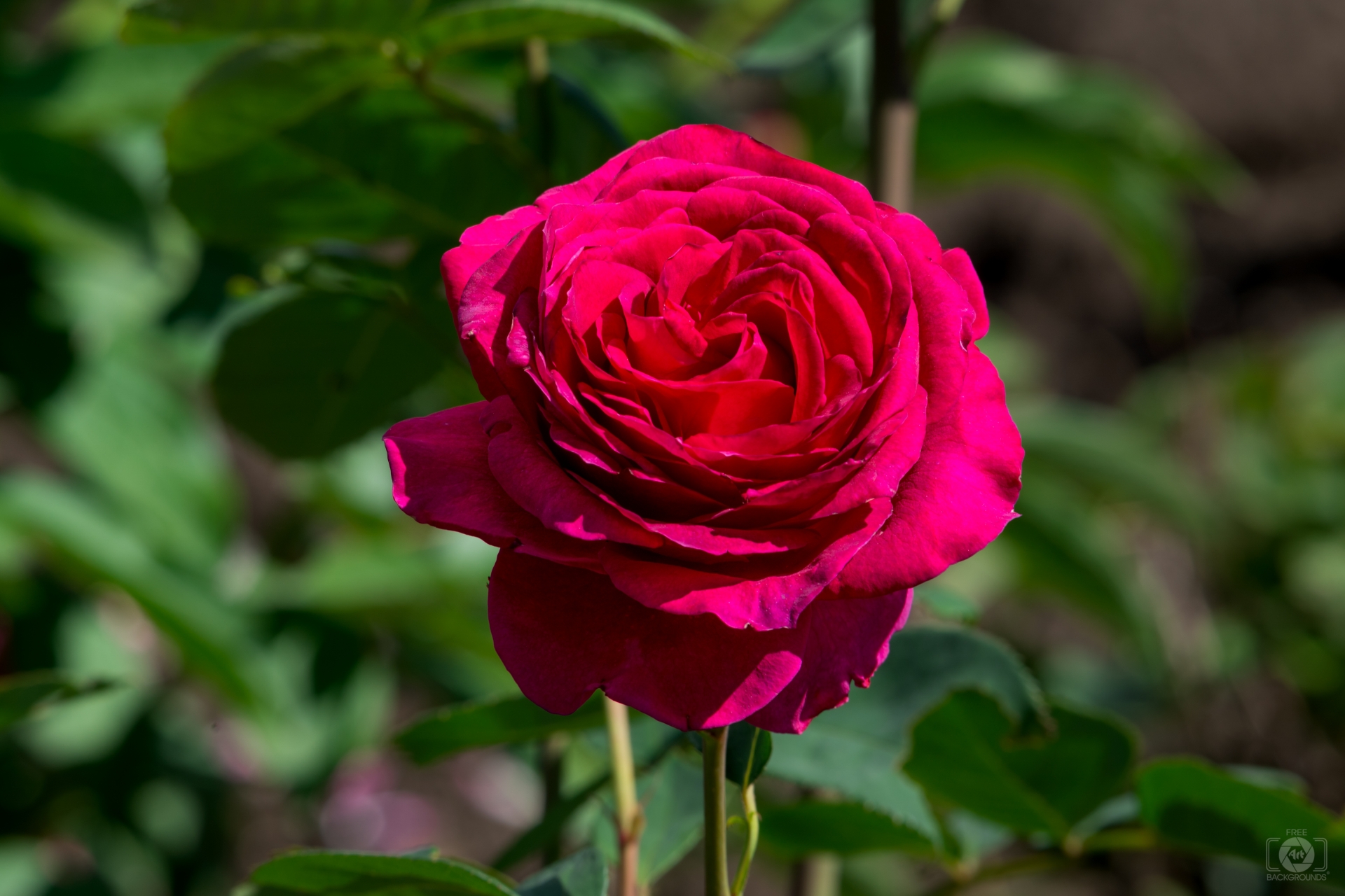 Fuchsia Pink Rose Background - High-quality Free Backgrounds