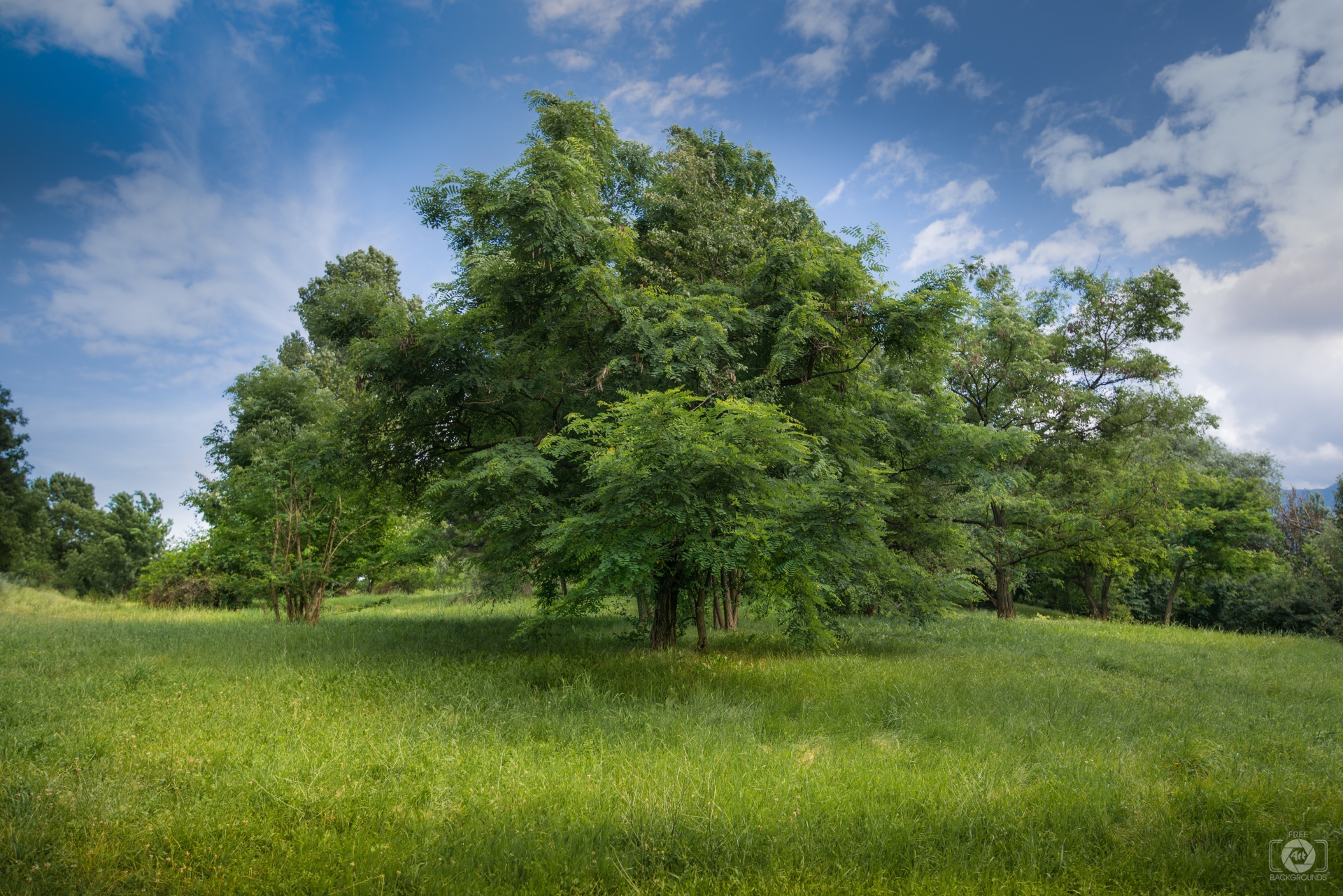 Green Tree Background - High-quality Free Backgrounds