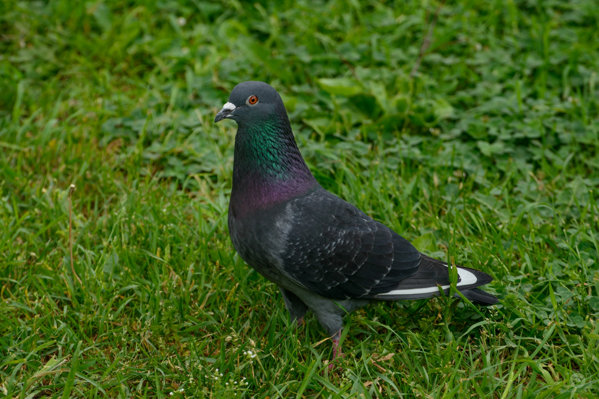 Pigeon Background - High-quality Free Backgrounds