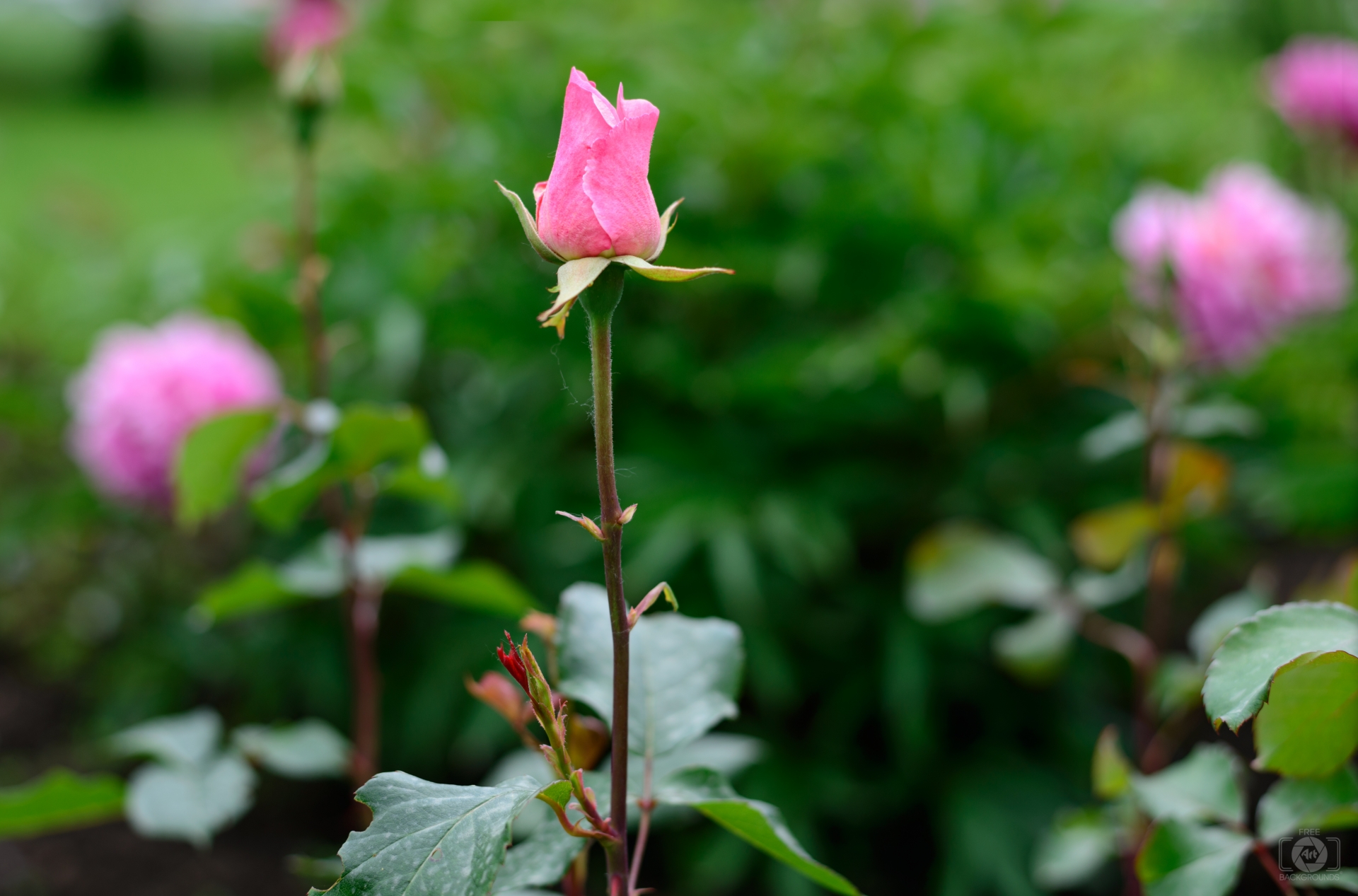 Pink Rose Bud Background High Quality Free Backgrounds