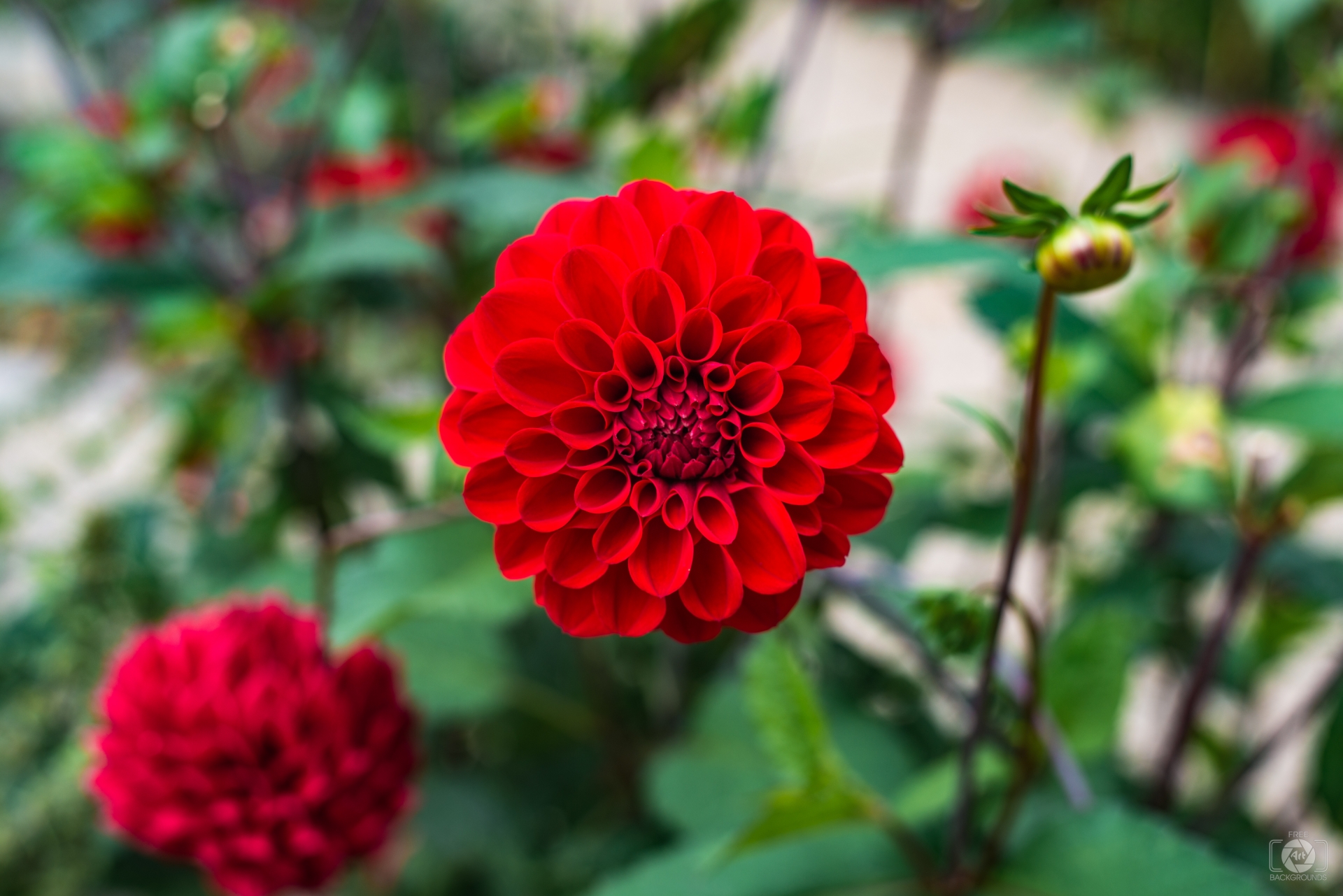 Red Dahlia Background - High-quality Free Backgrounds