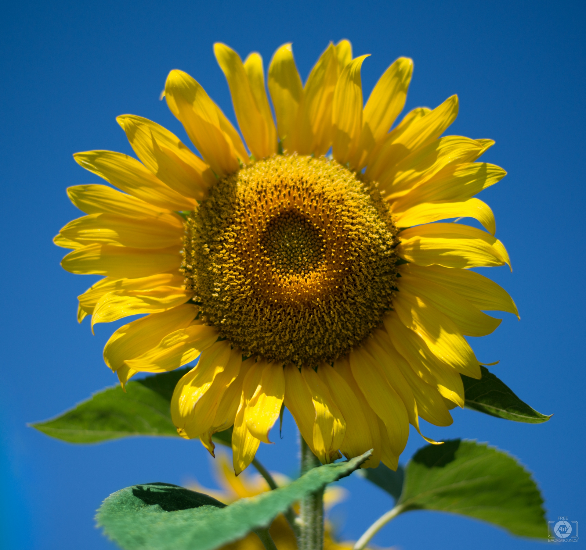 Sunflower Blue Background - High-quality Free Backgrounds