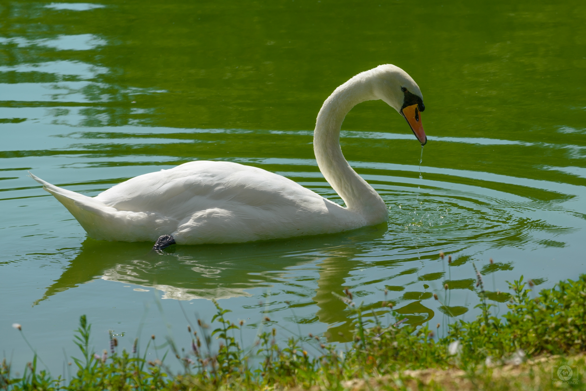 White Swan Background - High-quality Free Backgrounds