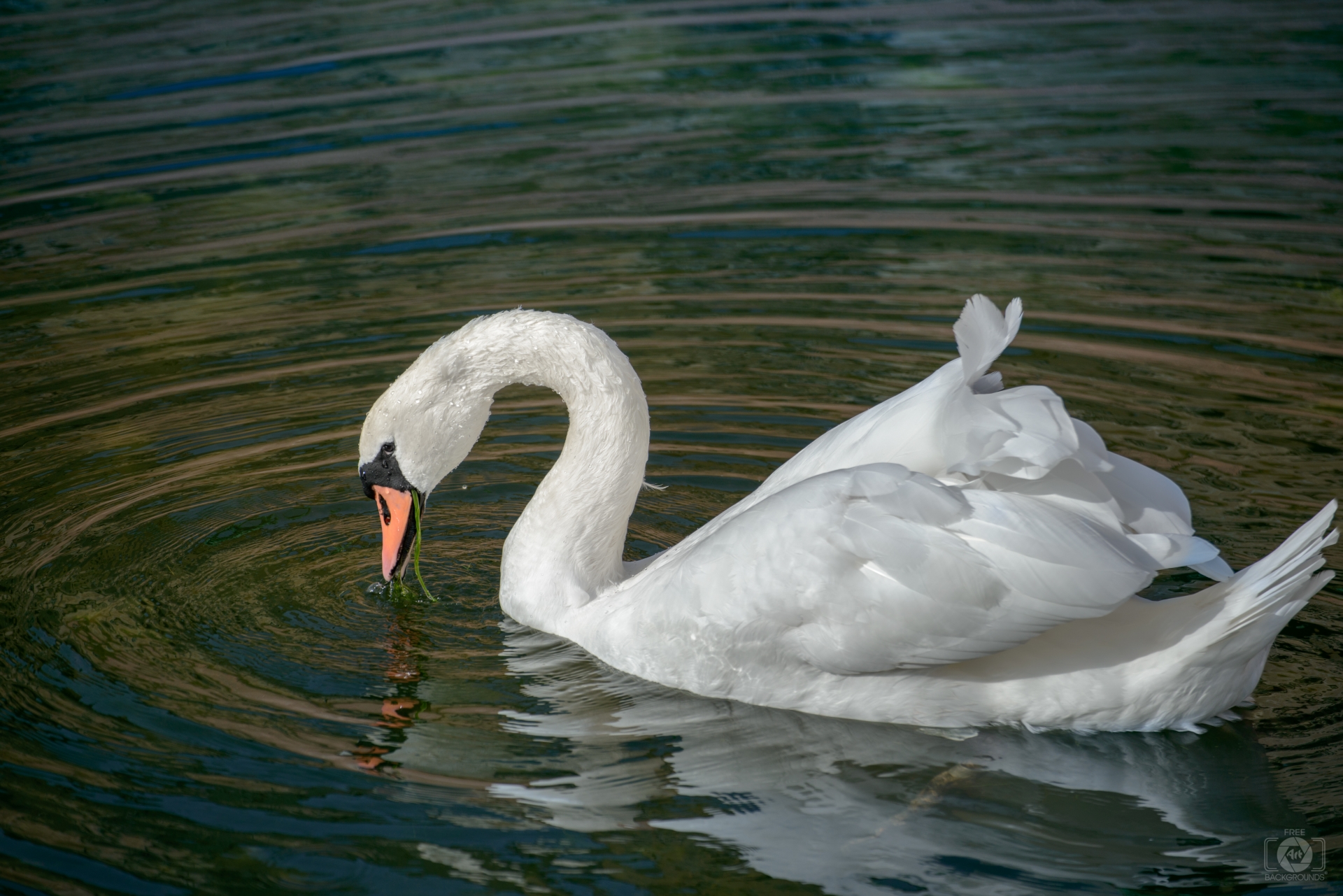 White Swan Background - High-quality Free Backgrounds