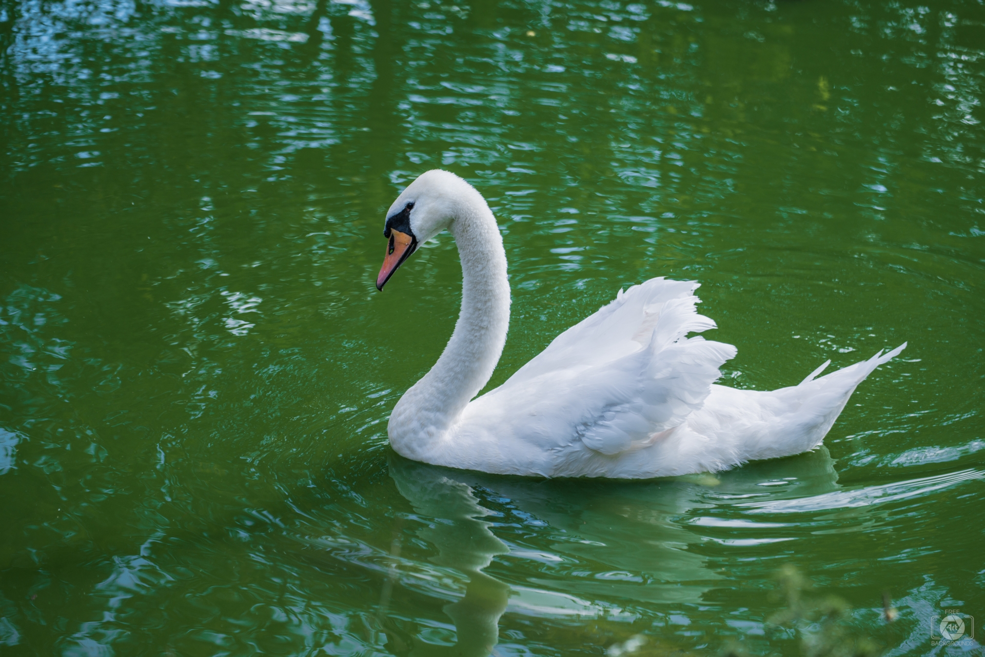 White Swan in Water Background - High-quality Free Backgrounds