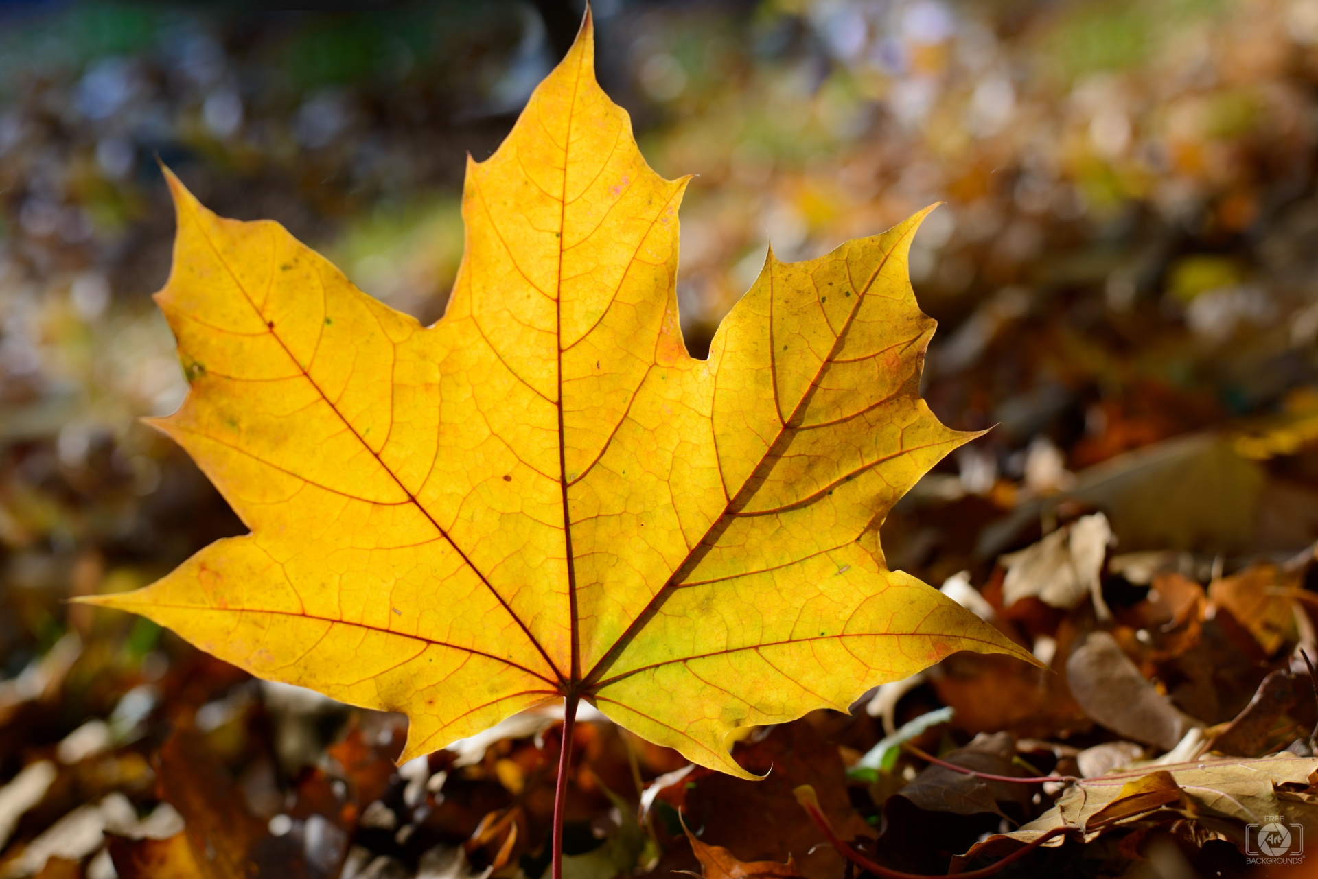 Download Yellow Leaves Autumn Leaf Background - High-quality Free ...