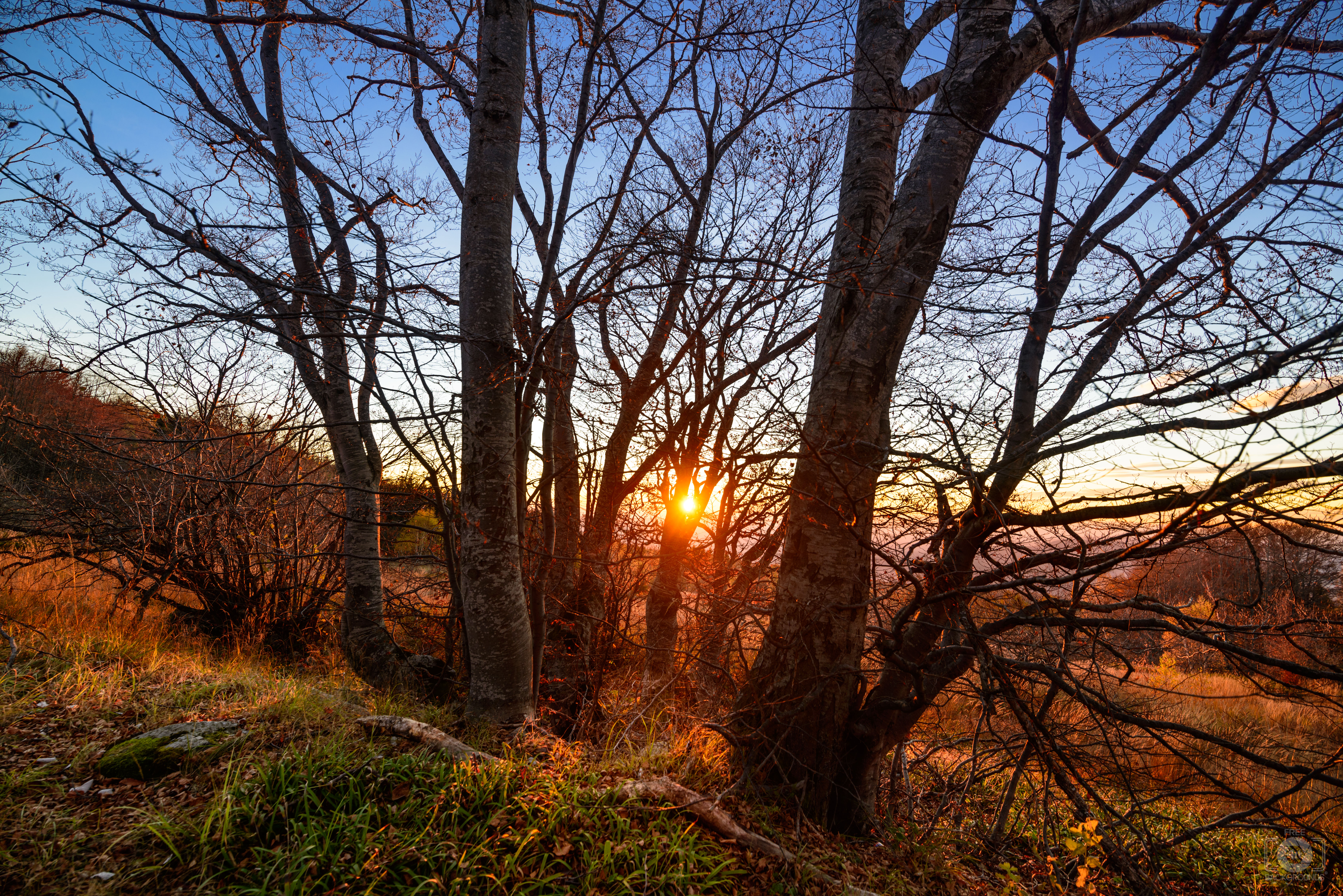 Autumn Forest Background - High-quality Free Backgrounds