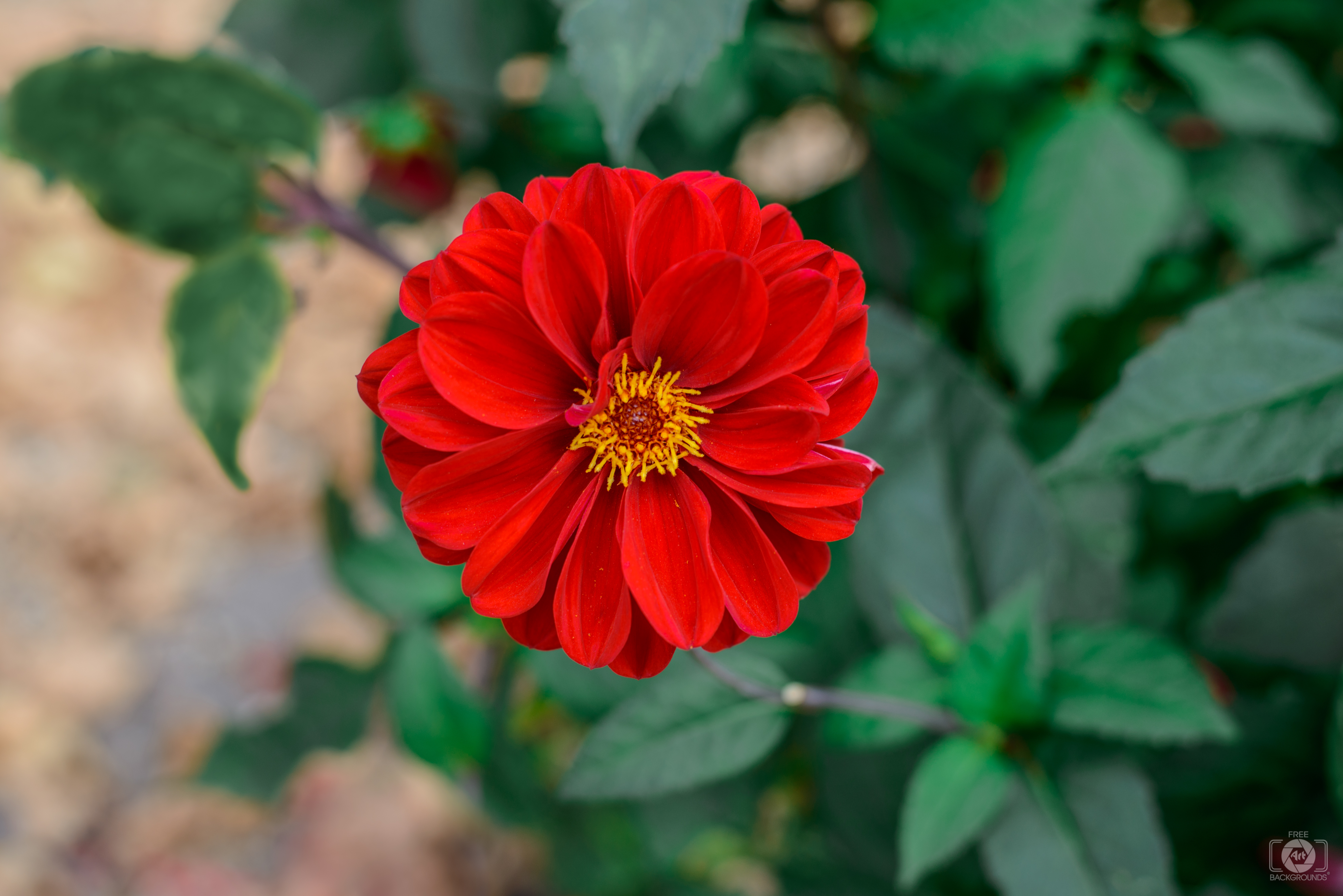 Red Flower Background - High-quality Free Backgrounds