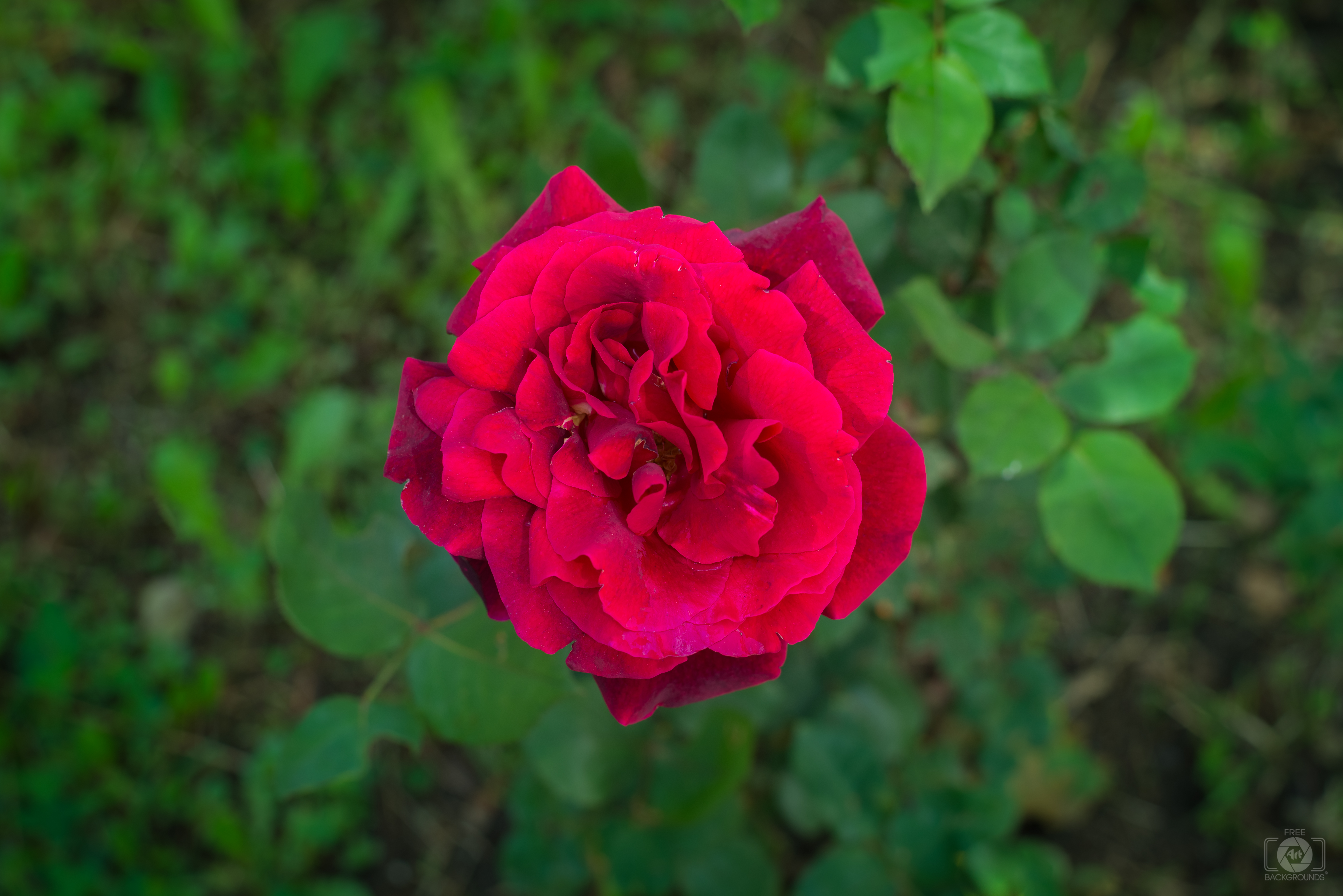 Red Rose Background - High-quality Free Backgrounds