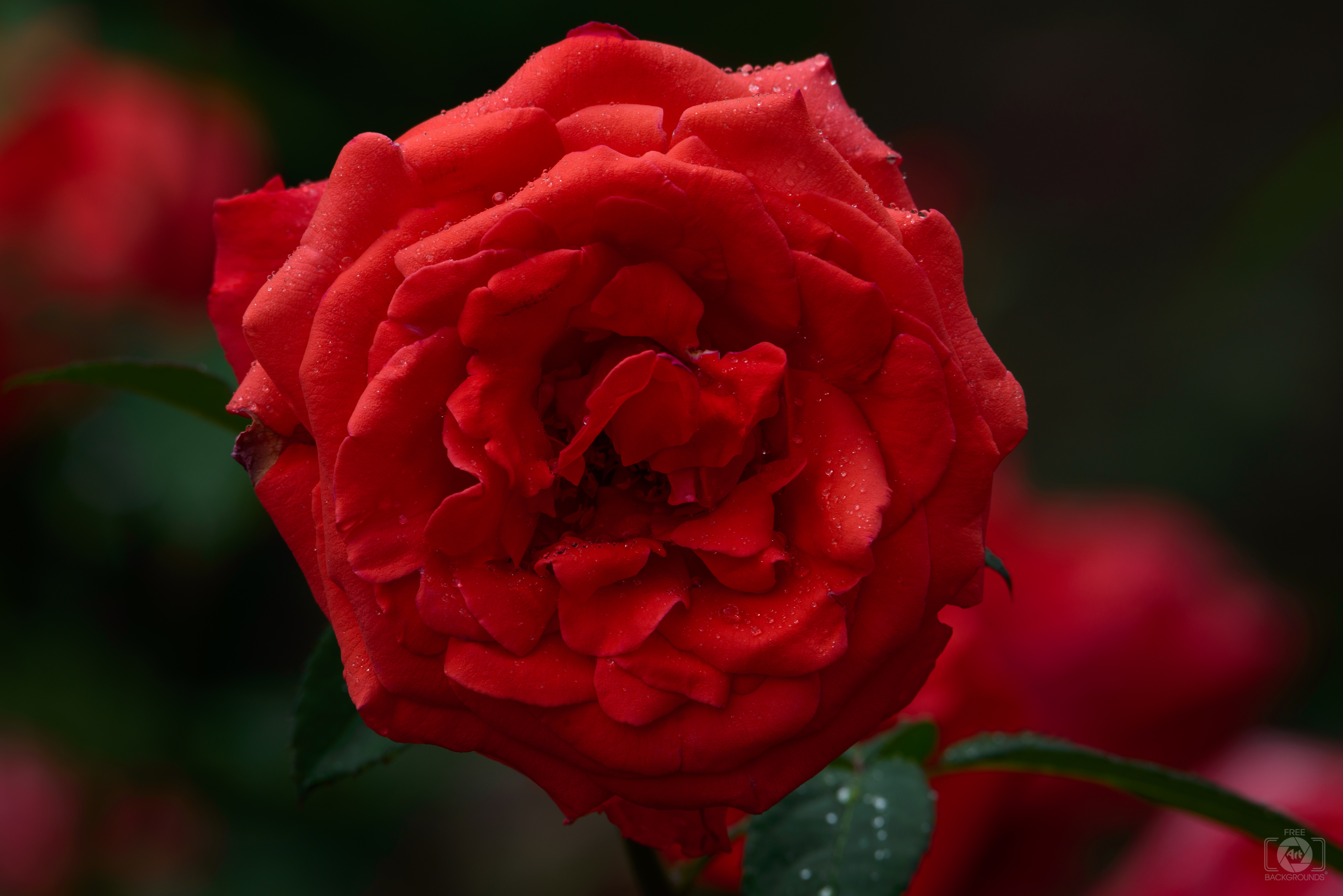 Red Rose Background - High-quality Free Backgrounds