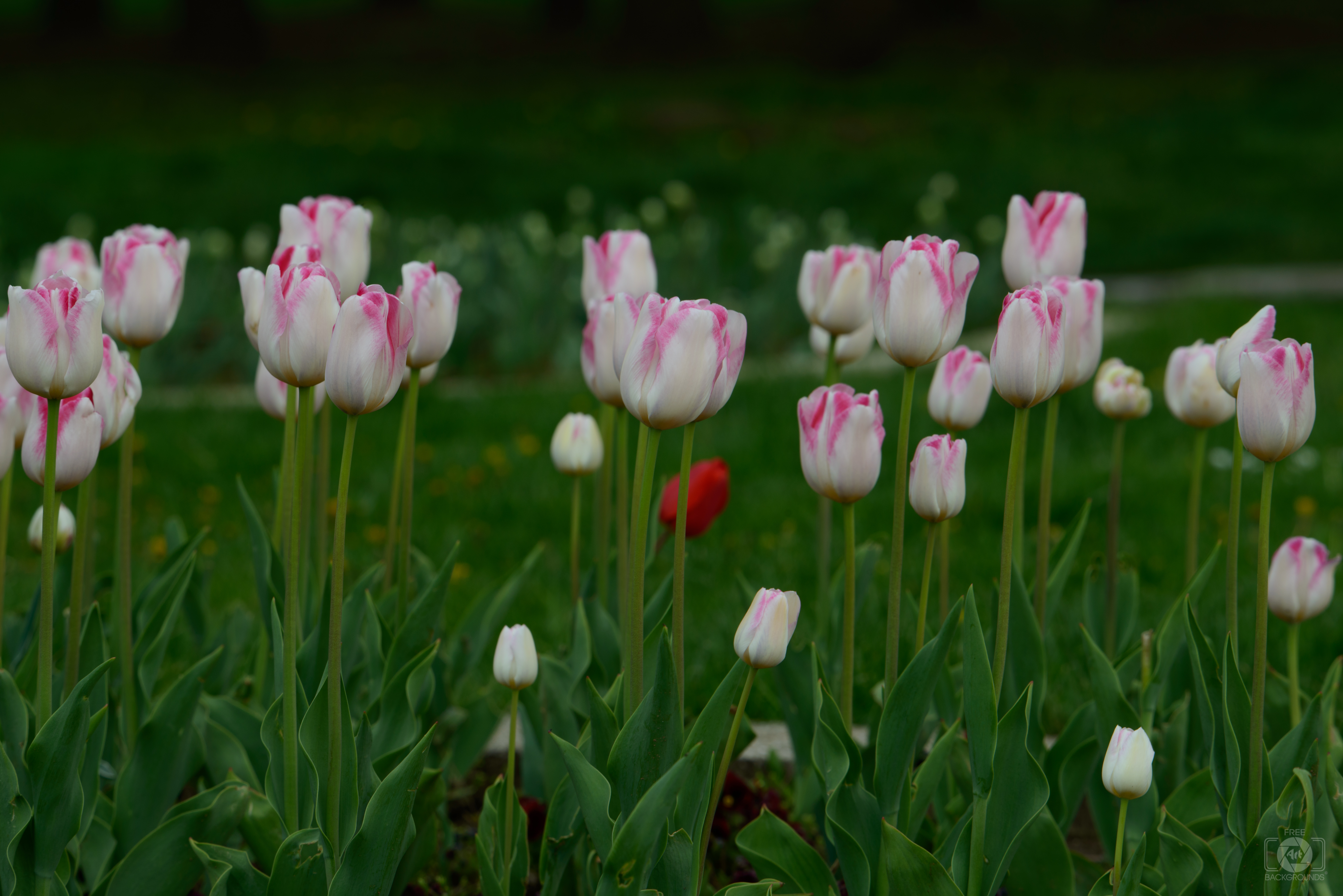 White Tulips Background - High-quality Free Backgrounds