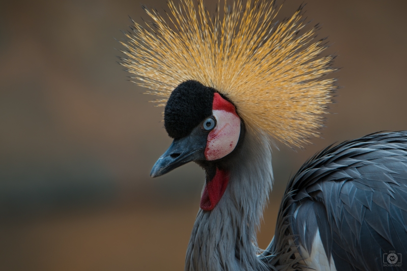 African Crowned Crane Background - High-quality free Photo in cattegory Birds / Backgrounds from FreeArtBackgrounds.com