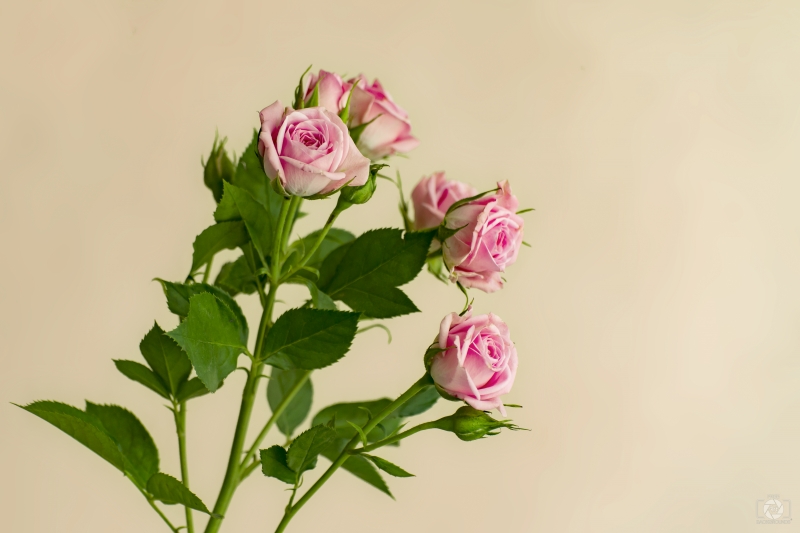 Art Background with Pink Roses - High-quality free Photo in cattegory Roses / Backgrounds from FreeArtBackgrounds.com