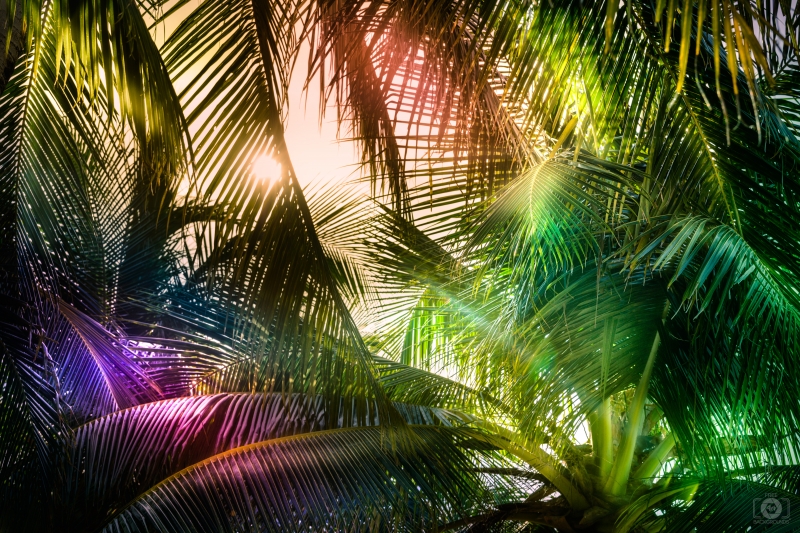 Art Palm Background - High-quality free Photo in cattegory Art / Backgrounds from FreeArtBackgrounds.com