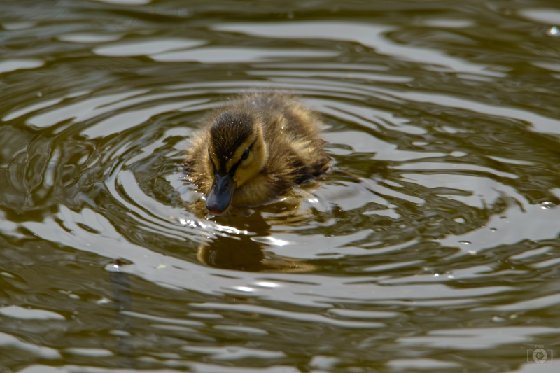 Baby Duck Background - High-quality free Photo in cattegory Birds / Backgrounds from FreeArtBackgrounds.com