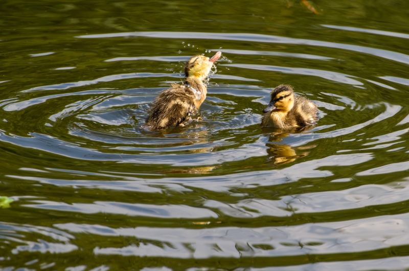 Baby Ducks Background - High-quality free Photo in cattegory Birds / Backgrounds from FreeArtBackgrounds.com