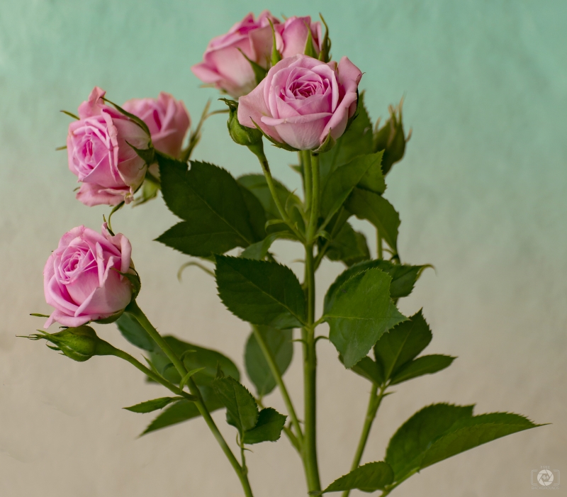 Background with Pink Roses - High-quality free Photo in cattegory Roses / Backgrounds from FreeArtBackgrounds.com