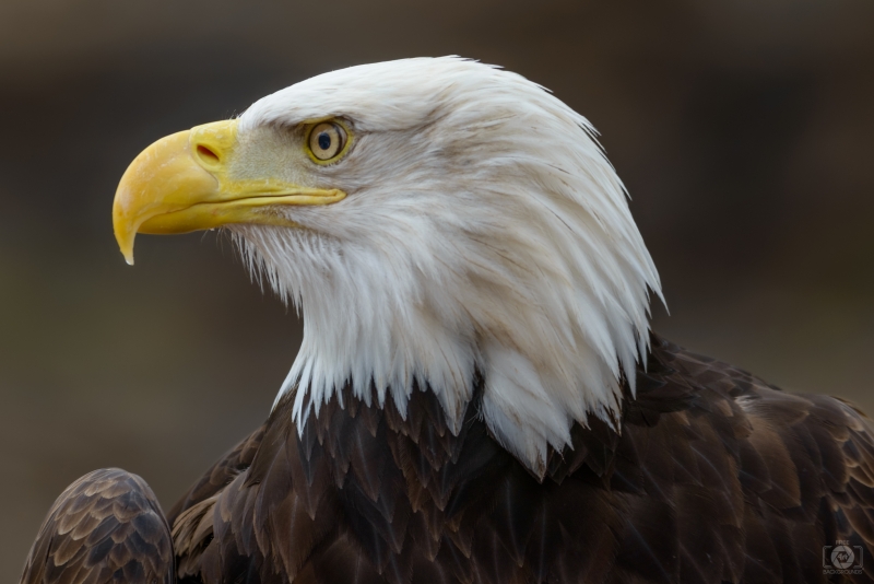Bald Eagle Head Background - High-quality free Photo in cattegory Birds / Backgrounds from FreeArtBackgrounds.com