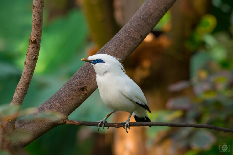 Bali Mynah Bird Background - High-quality free Photo in cattegory Birds / Backgrounds from FreeArtBackgrounds.com