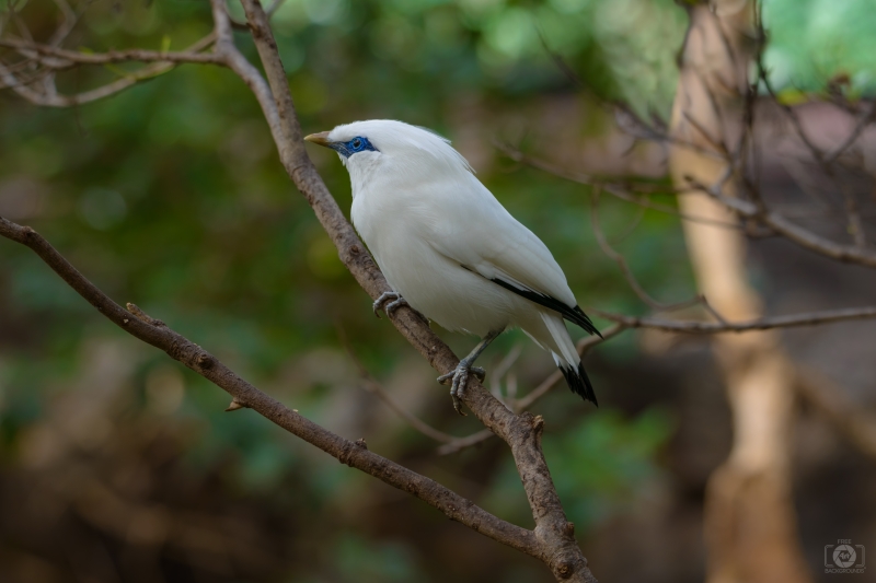 Bali Starling Bird Background - High-quality free Photo in cattegory Birds / Backgrounds from FreeArtBackgrounds.com