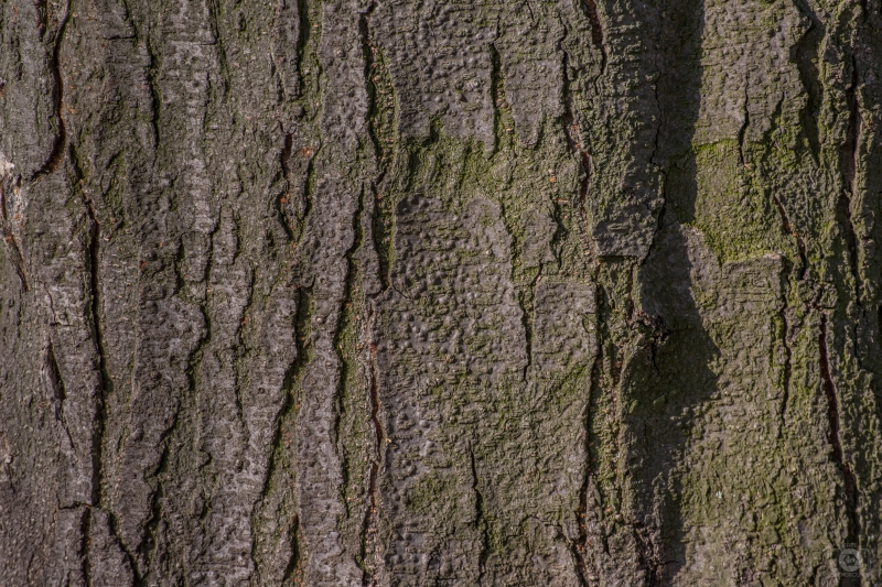 Bark Texture - High-quality free Photo in cattegory Textures / Backgrounds from FreeArtBackgrounds.com