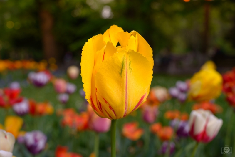 Beautiful Bicolor Tulip Background - High-quality free Photo in cattegory Flowers / Backgrounds from FreeArtBackgrounds.com