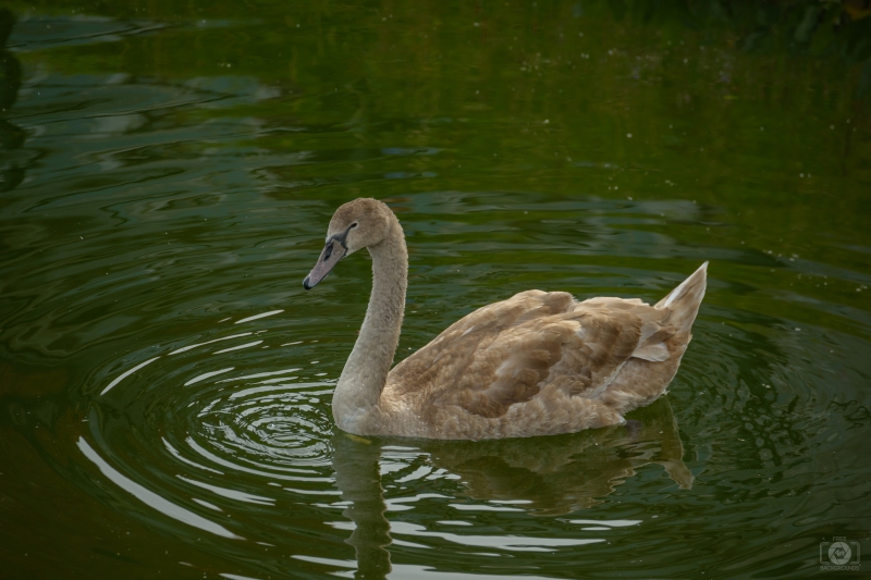 Beautiful Brown Swan in Lake Background - High-quality free Photo in cattegory Swans / Backgrounds from FreeArtBackgrounds.com