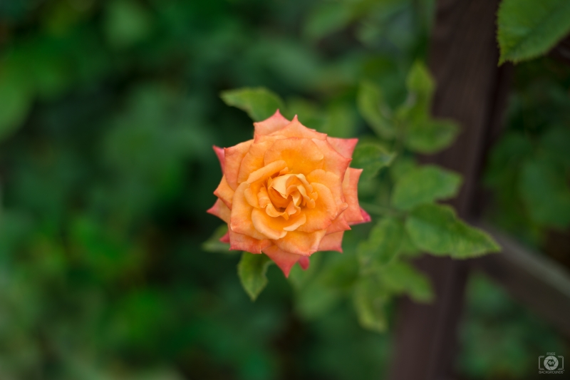 Beautiful Orange Rose Background - High-quality free Photo in cattegory Roses / Backgrounds from FreeArtBackgrounds.com