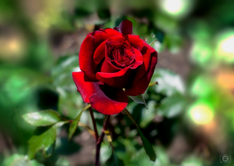 Beautiful Red Rose Background - High-quality free Photo in cattegory Roses / Backgrounds from FreeArtBackgrounds.com