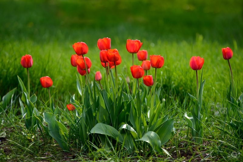 Beautiful Red Tulips Background - High-quality free Photo in cattegory Flowers / Backgrounds from FreeArtBackgrounds.com